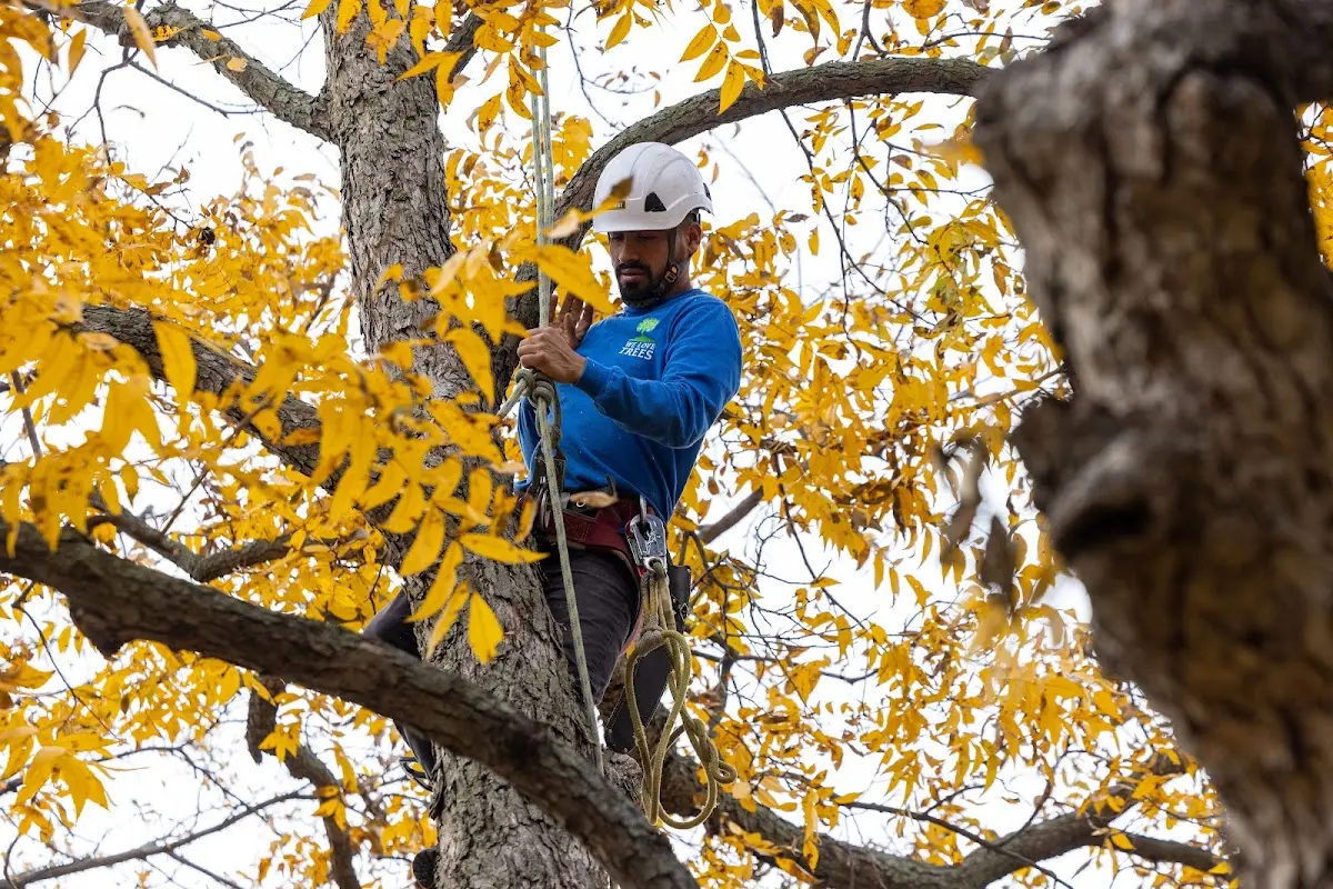 Skilled Tree Planing crew working in Monterey